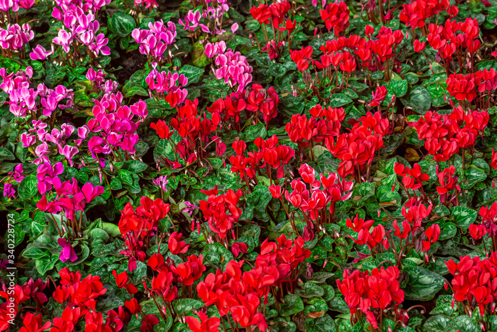 Red flower,Spring Flowers Various Colorful Flowers Grouped 