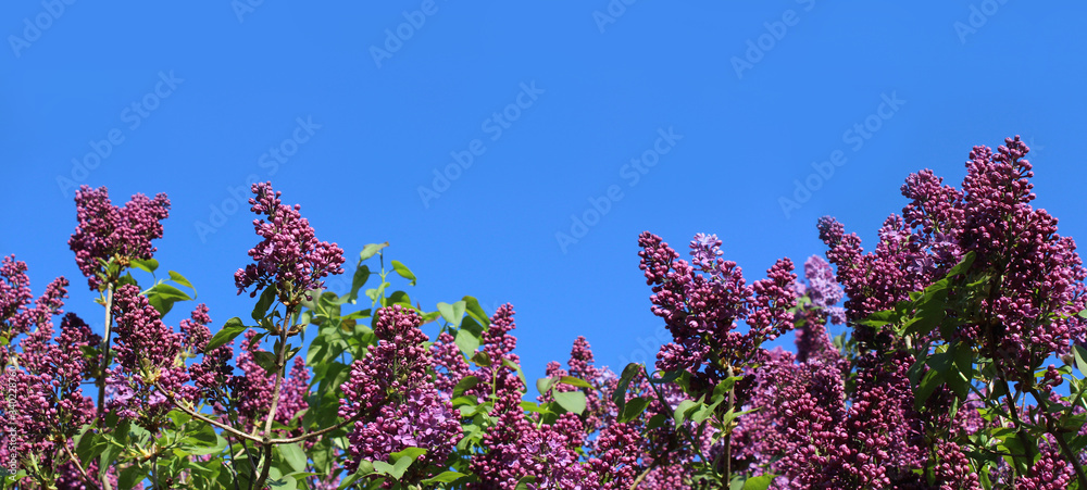 Banner format, panoramic view of the beautiful purple spring flowers of a Syringa shrub against a background of blue sky. Also known as common lilac.
