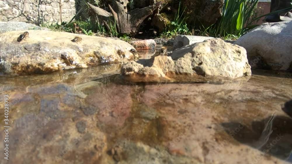 Low angle slow motion bees flying over small pond in garden covered with rocks. Hot summer day and source of water. Static wide shot Low angle slow motion bees flying over small pond in garden covered with rocks. Hot summer day and source of water. Static wide shot