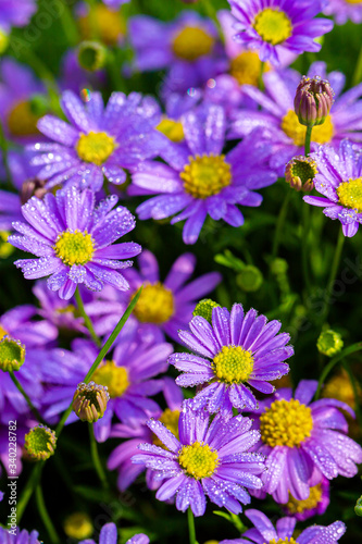 Purple flower Light purple violet pansies 