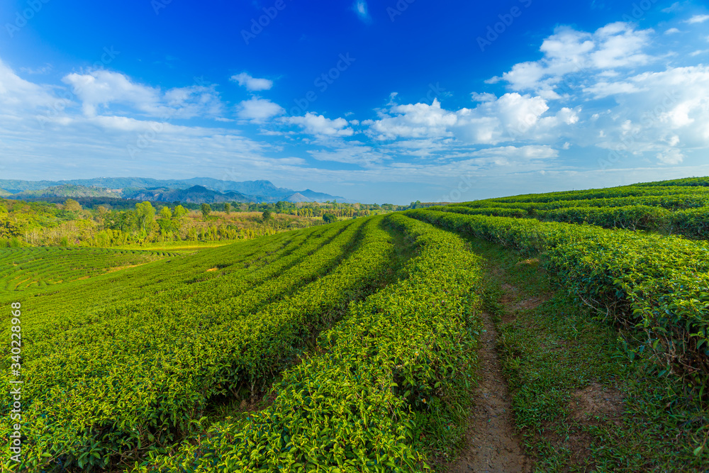 Tea plantation landscape on clear day. Tea farm with blue sky and white clouds. Tea plantation landscape on clear day. Tea farm with blue sky and white clouds.