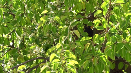 A singing blackbird in the tree surrounded by leaves