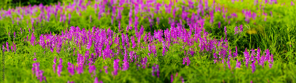 Pink flowering field grass web banner panoramic