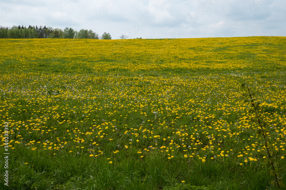 Meadow with dandelions (Taraxacum) at Goniadz in eastern Poland. Meadow with dandelions (Taraxacum) at Goniadz in eastern Poland.