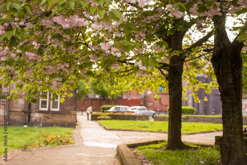 spring in the park