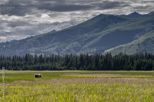 Coastal Brown Bear (Ursus arctos) in Lake Clark National Park, Alaska
