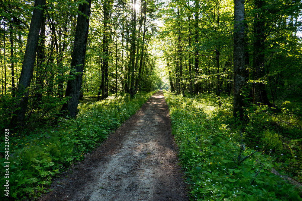 Dirt road through lush deciduous forest in Bialowieza National Park in eastern Poland. Dirt road through lush deciduous forest in Bialowieza National Park in eastern Poland.
