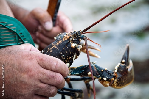 Frisch gefangener Hummer in der Hand eines Fischers