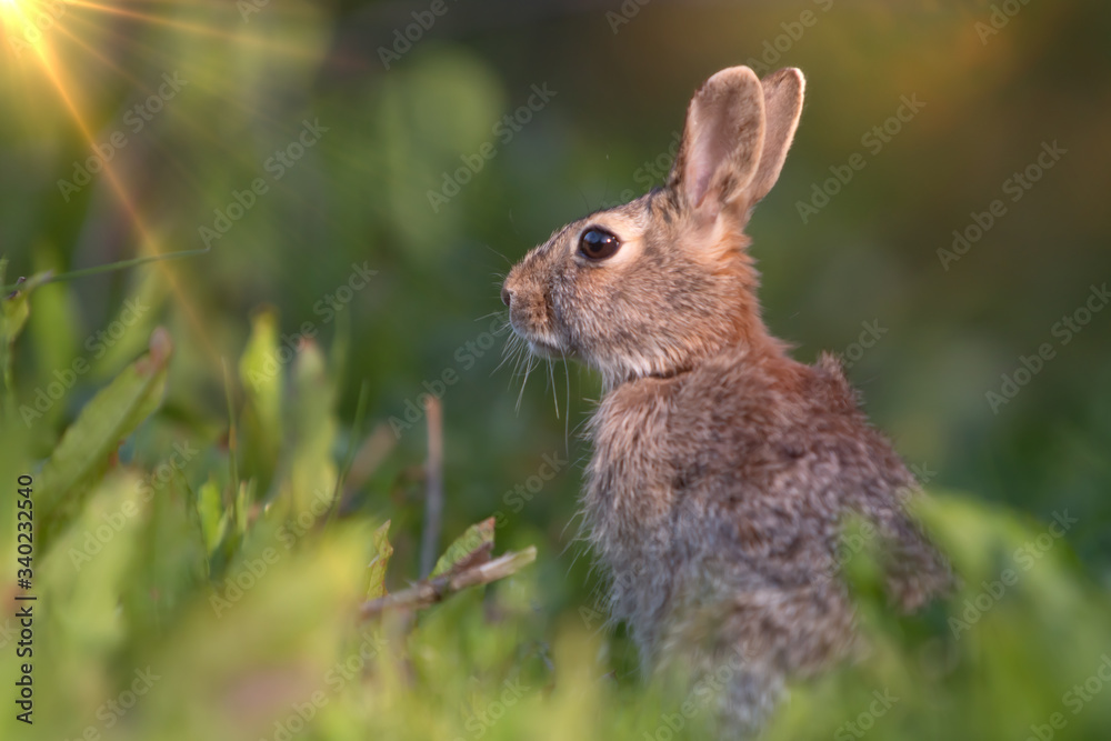 Fototapeta premium Wild rabbit in its natural habitat at sunset time