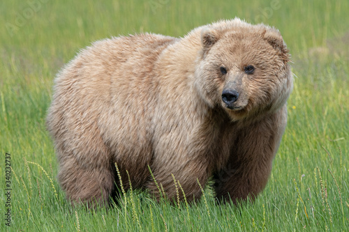 Coastal Brown Bear (Ursus arctos) in Lake Clark National Park, Alaska