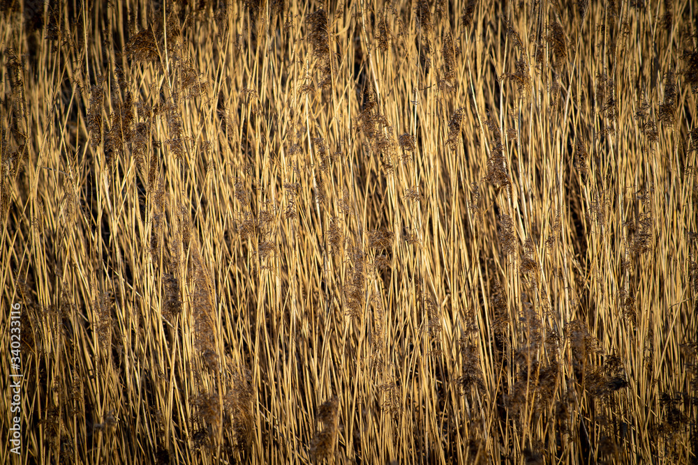 texture of dry tall grass, reeds,swamp texture of dry tall grass, reeds,swamp