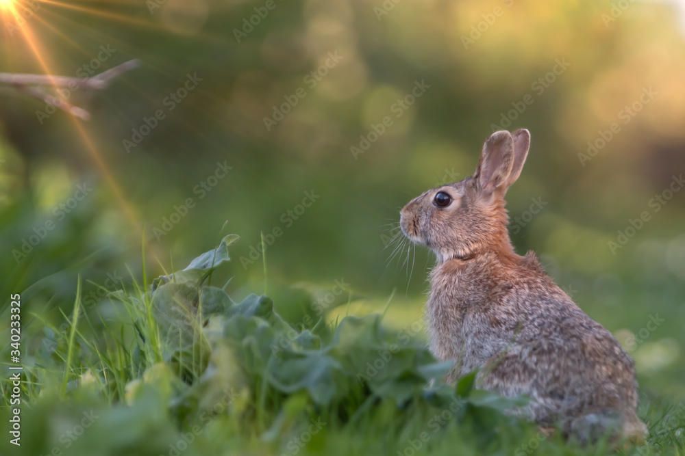 Fototapeta premium Wild rabbit in its natural habitat at sunset time