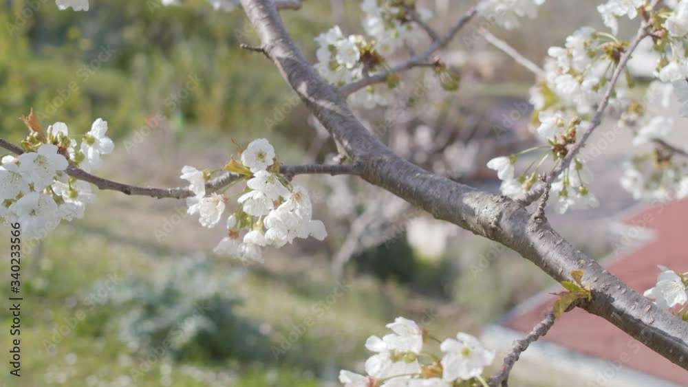 Beautiful cherry tree branch in bloom in spring. Cherry blossoms, white flowers in a garden f a house. Beautiful cherry tree branch in bloom in spring. Cherry blossoms, white flowers in a garden f a house.