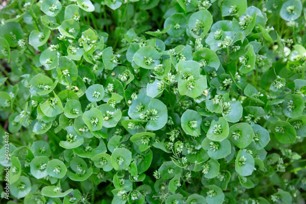An overhead view of a dense patch of claytonia perfoliata, also known as miner's lettuce
