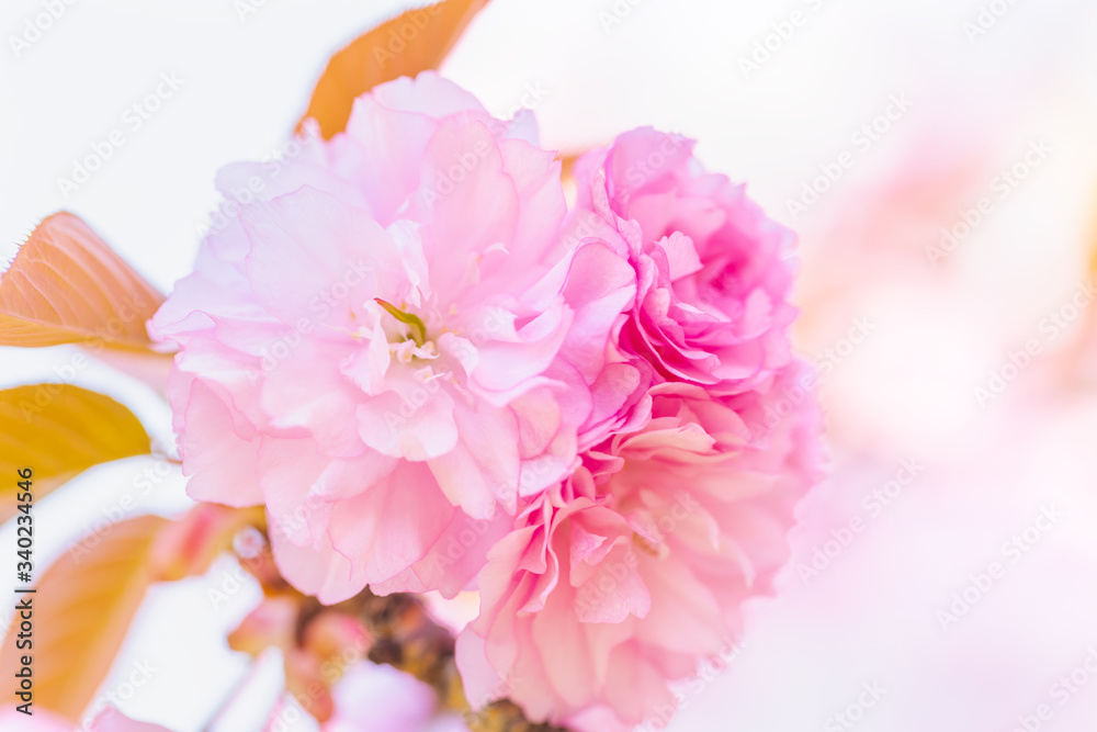 満開の美しい桜