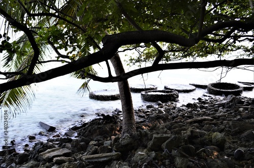 Maldives beach, tree on the beach and rocks full of crab photo