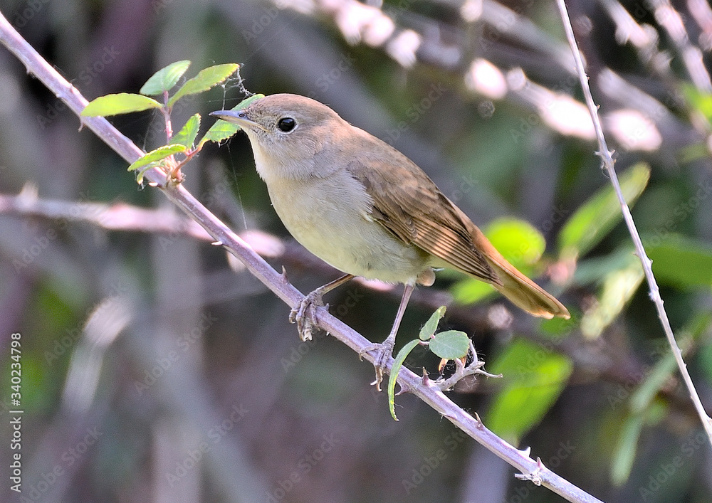 Fototapeta premium ruiseñor posado en una rama de zarza (Luscinia megarhynchos) Marbella Andalucía España 