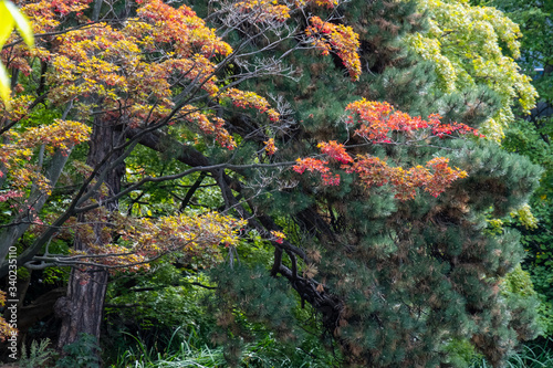Autumn trees in Sapporo, Hokaido, Japan