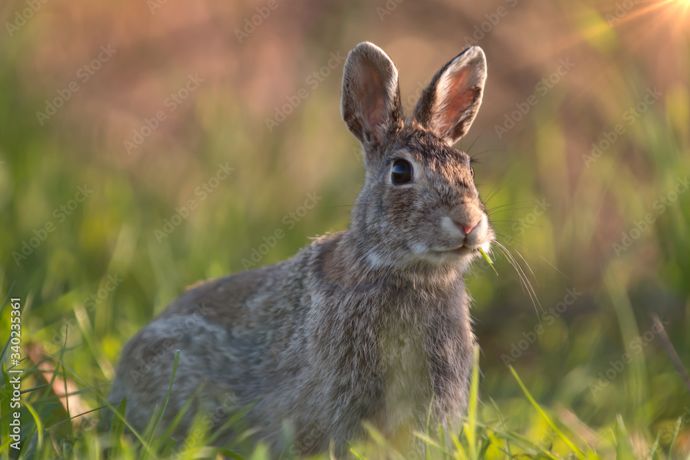 Fototapeta premium Wild rabbit in its natural habitat at sunset time