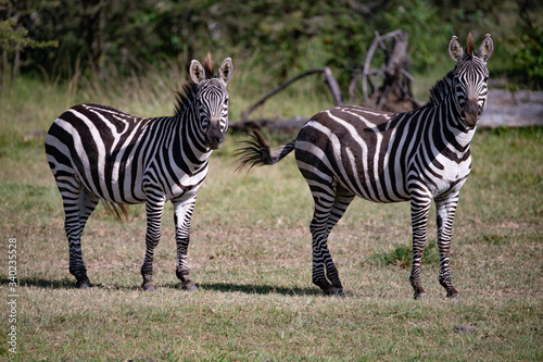 two adult zebras looking attentively at the camera in the Masai Mara grasslands