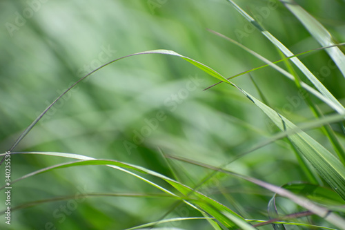 Closeup view of green fresh grass