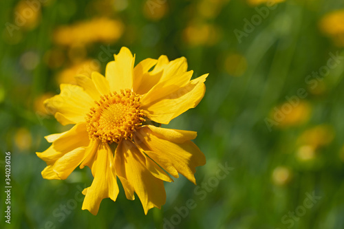 Lonely big fresh bright yellow flower closeup