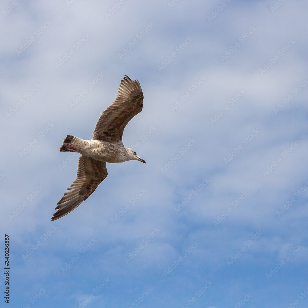 Obraz premium Mewa na tle nieba