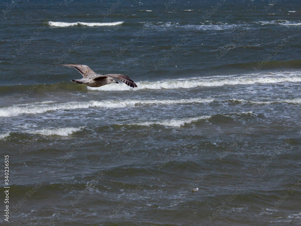 Fototapeta premium Mewa na tle Morza Bałtyckiego