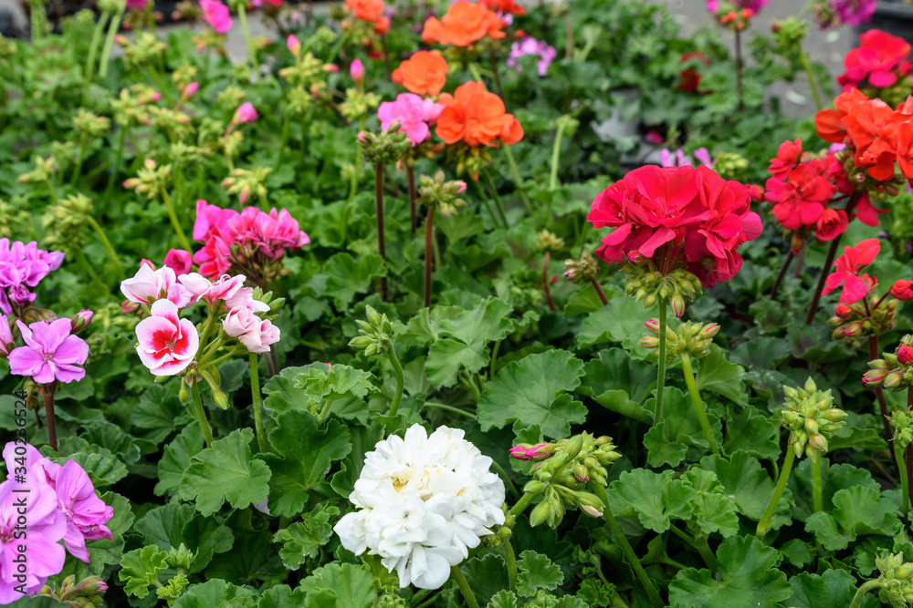 Group of vivid pink, red and white Pelargonium flowers known as geraniums, pelargoniums or storksbills and fresh green leaves in a pot in a garden in a sunny spring day, multicolor natural texture
Group of vivid pink, red and white Pelargonium flowers known as geraniums, pelargoniums or storksbills and fresh green leaves in a pot in a garden in a sunny spring day, multicolor natural texture
