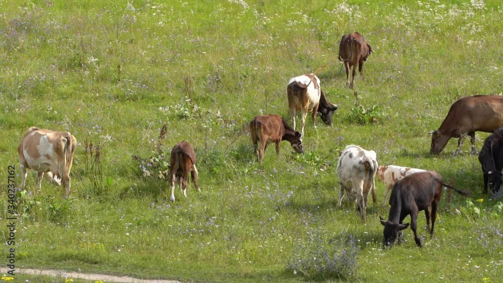 Herd of cows eating green grass in summer countryside meadow Herd of cows eating green grass in summer countryside meadow