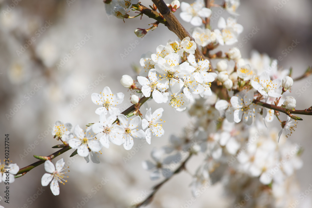 white cherry flowers on the trees in spring white cherry flowers on the trees in spring