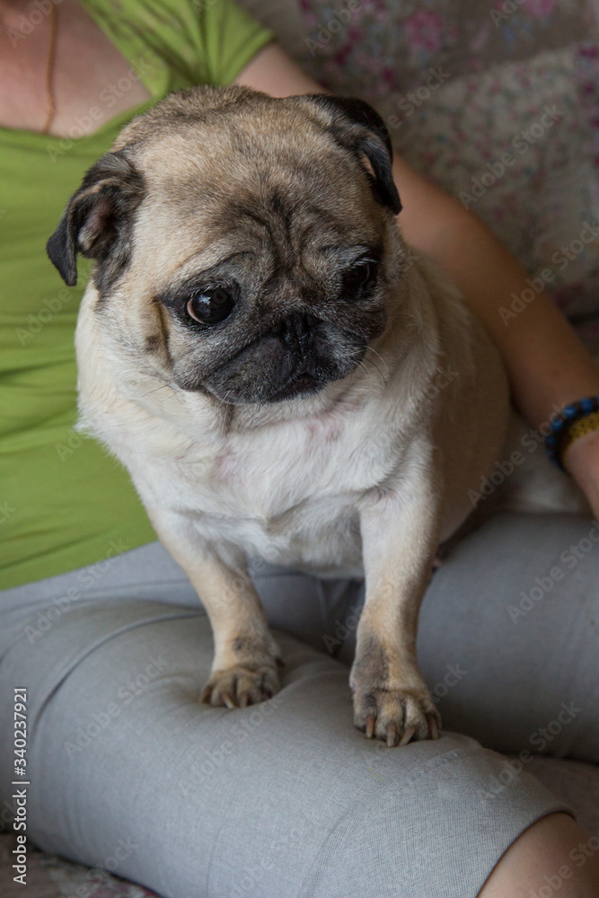 Pug is sitting on a woman’s lap. The pug has an offended muzzle. Pug female.