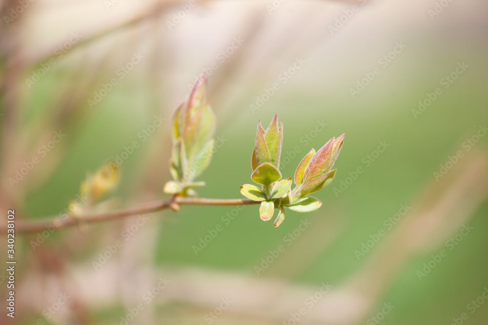 The new leaves from the buds on the trees in spring The new leaves from the buds on the trees in spring