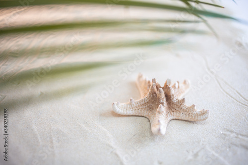 Tropical beach A green palm leaf  and lonely starfish  lie on white fine sand. Desktop wallpaper.