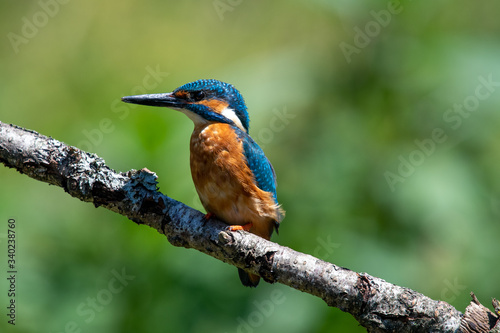 Male kingfisher (Alcedo atthis) on a branch in spring sunshine in England © Mark Hunter