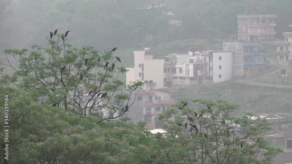 A murder of crows sitting in the tops of some trees. A murder of crows sitting in the tops of some trees.