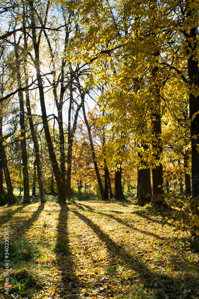 
Autumn park, golden leaves, sun and shadows.