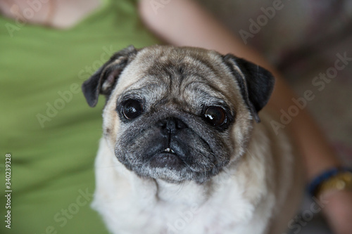 Portrait of a pug. The pug has a sad face. Pug female. © IvSky