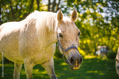 A white horse with a beautiful long mane looks brazenly into the frame. An adult horse in the bright summer sun on a meadow
