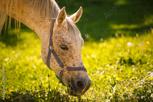 A white horse with a beautiful long mane looks brazenly into the frame. An adult horse in the bright summer sun on a meadow photo