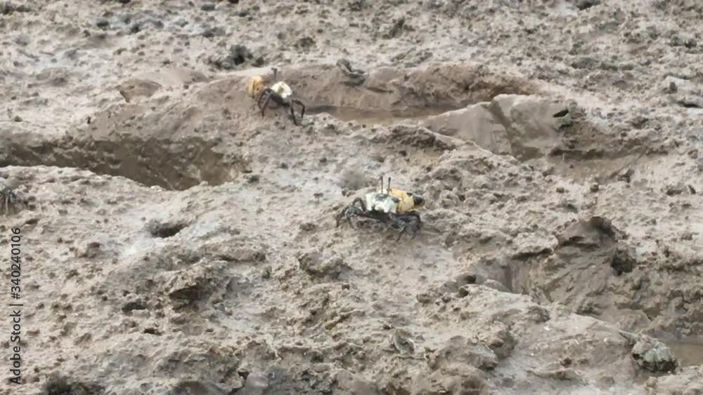 close up crab on seaside life digging hole entrance lifestyle on beach natural close up crab on seaside life digging hole entrance lifestyle on beach natural