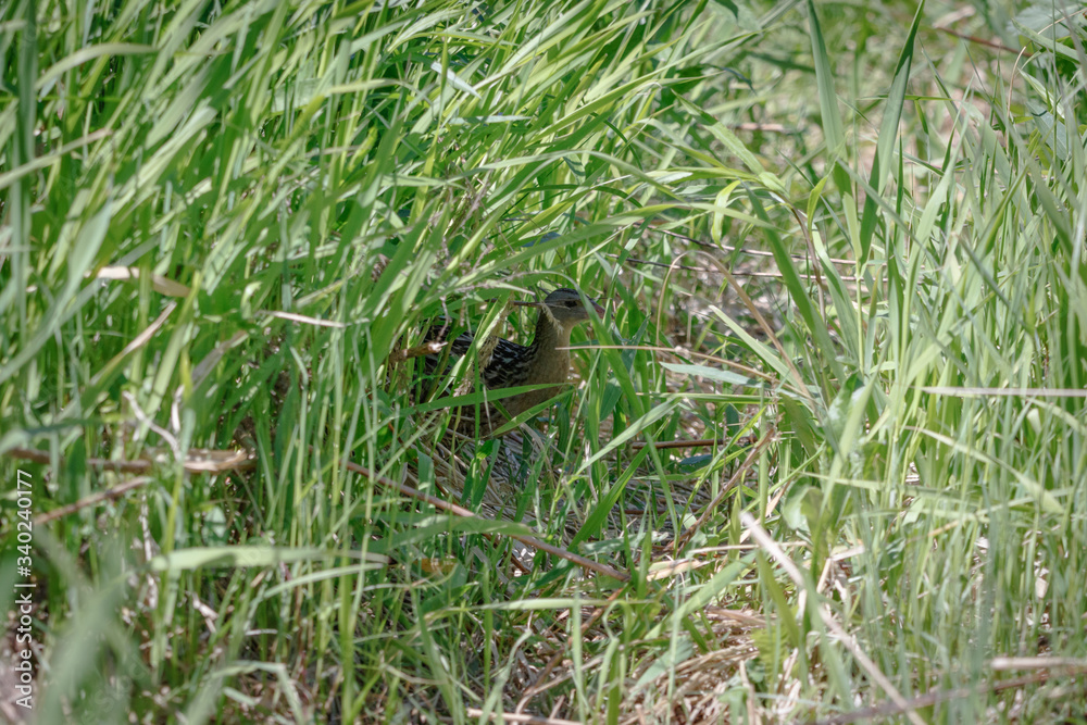 Corncrake, Corn crake (Crex crex). Corncrake, Corn crake (Crex crex).
