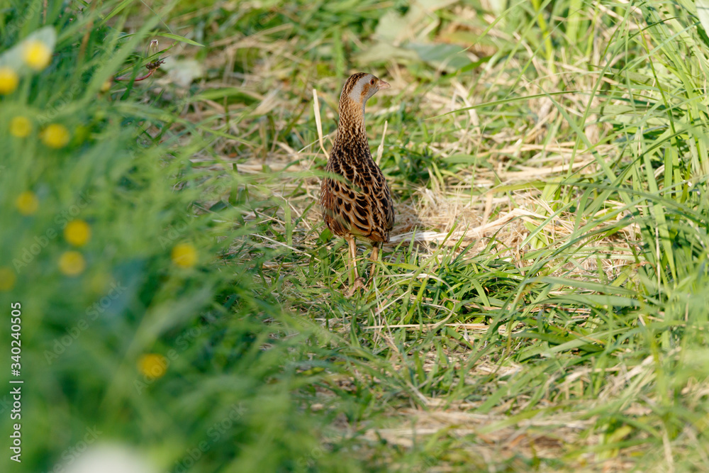 Corncrake, Corn crake (Crex crex).