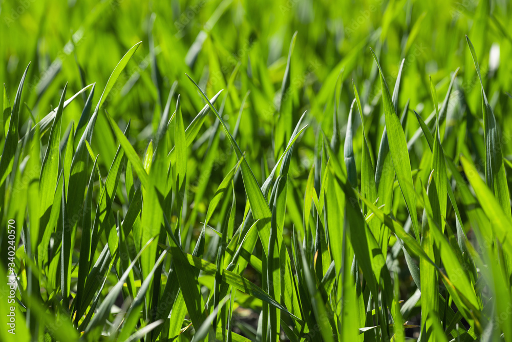 Young winter wheat grows in a field. Green Wheat sprouts Young winter wheat grows in a field. Green Wheat sprouts