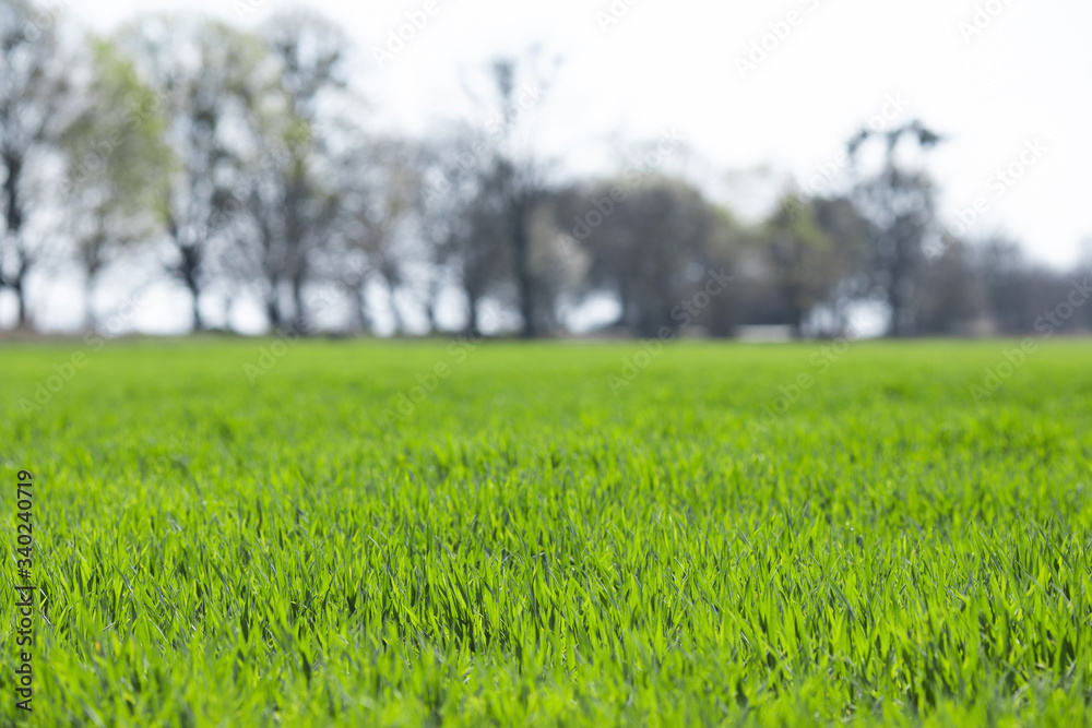 Agriculture. Field of green winter wheat