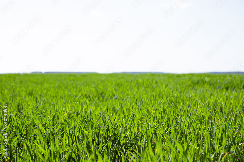 Fototapeta premium The field of young green wheat. Background green grass