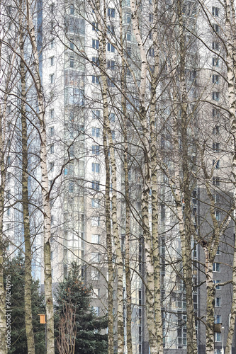 Birch Grove. Trunks of birch trees and behind them a multi-story residential building.