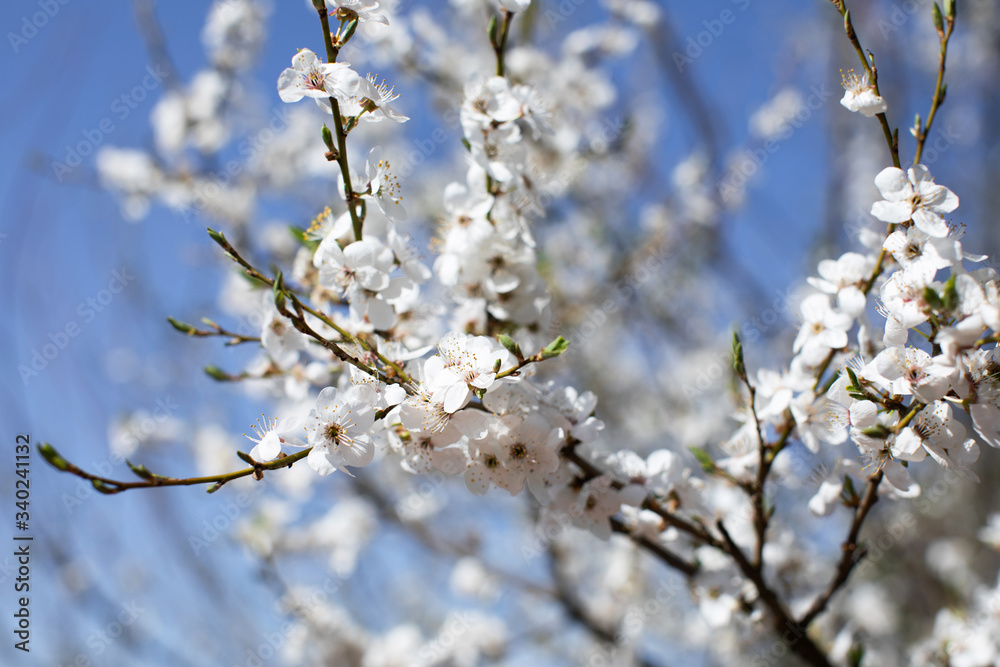 Branches of a flowering tree against blue sky. Spring background Branches of a flowering tree against blue sky. Spring background