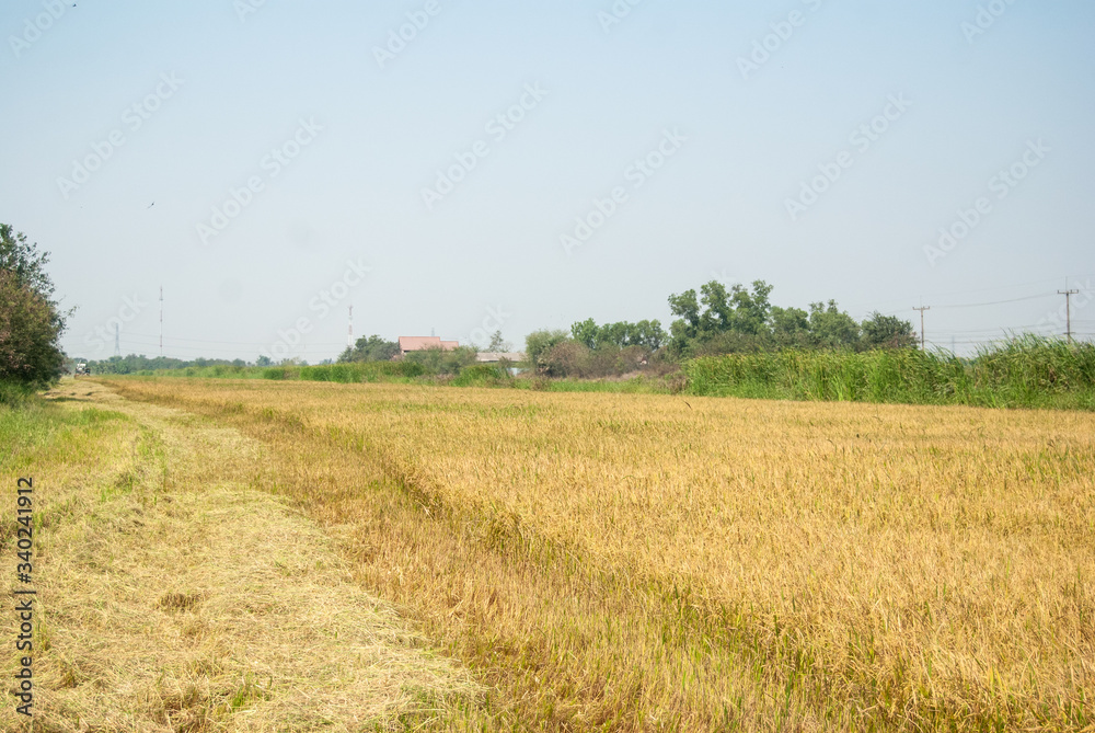 rice field