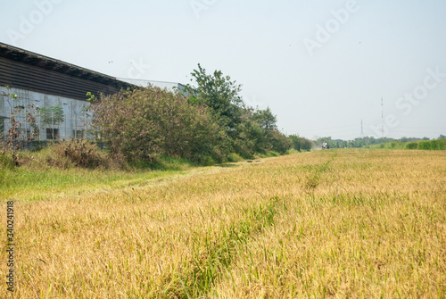 rice field